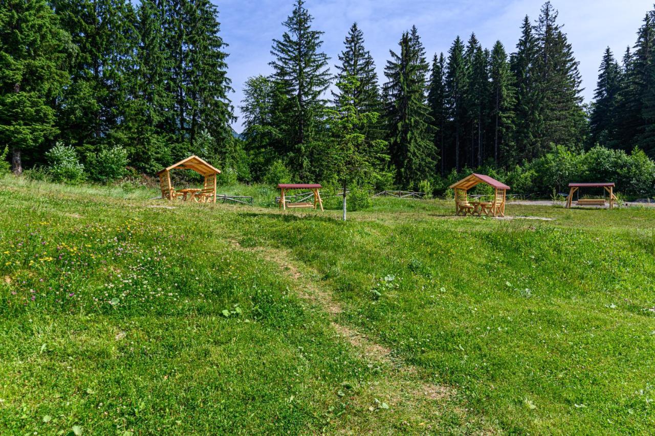 Forest Corner In Silver Mountain Of Poiana Brasov Eksteriør bilde